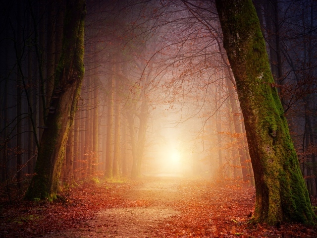 Свет в конце дороги в темном осеннем лесу