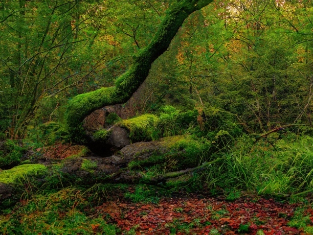 Покрытые зеленым мхом старые деревья в лесу