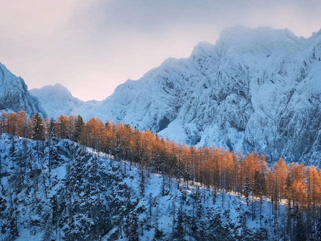 Покрытые холодным белым снегом горы с лесом