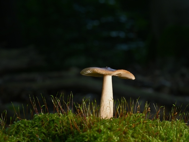Лесной гриб растет на покрытой зеленым мхом земле