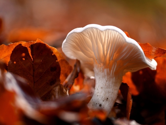 Гриб в желтой опавшей листве