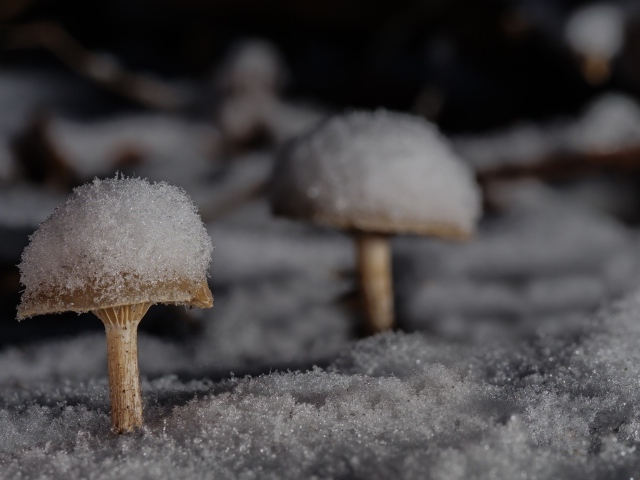 Грибы в снегу в лесу зимой