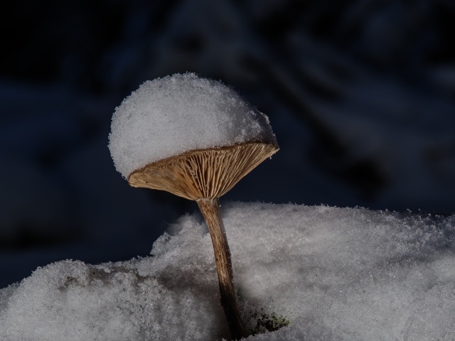 Маленькие гриб в снегу на земле в лесу