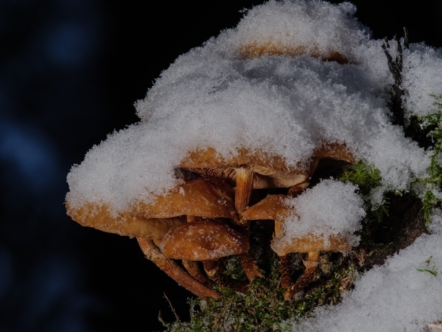 Маленькие грибы под снегом в лесу