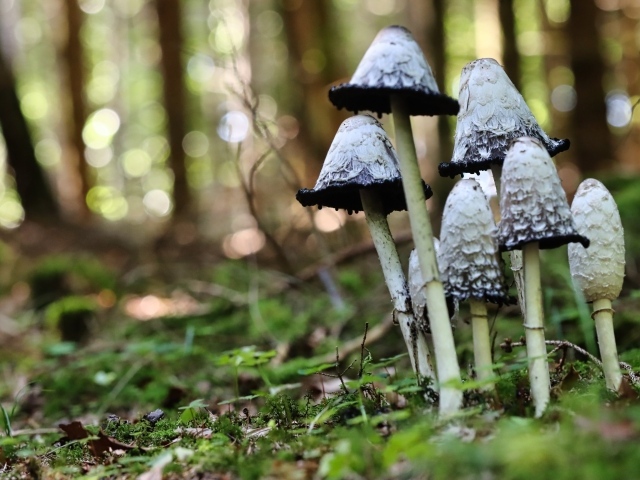 Грибы поганки растут в лесу