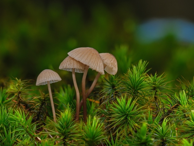 Грибы поганки в зеленом мху