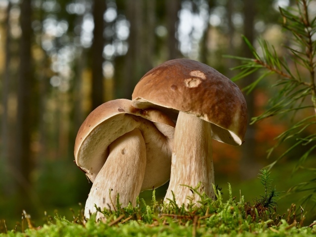 Два больших подберезовика в лесу