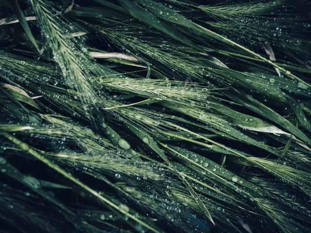 Зеленые колосья травы в каплях дождя