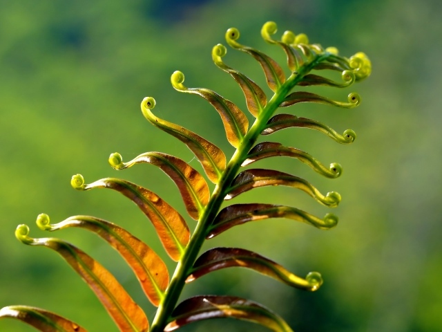 Зеленый лист папоротника крупным планом