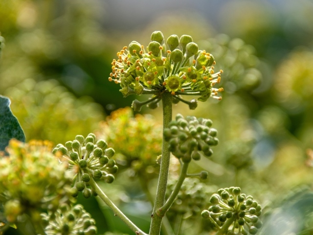 Зеленое растение борщевик