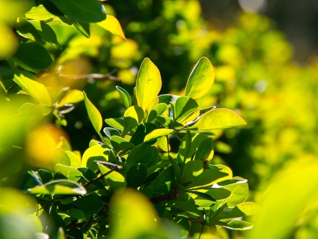 Зеленые листья барбариса на кусте