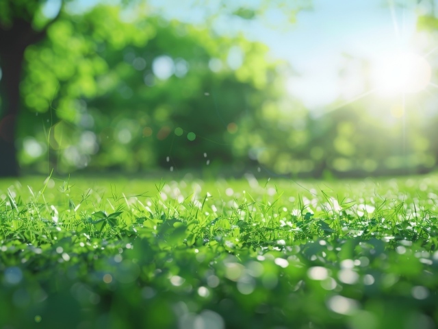 Зеленая молодая трава в лучах солнца летом