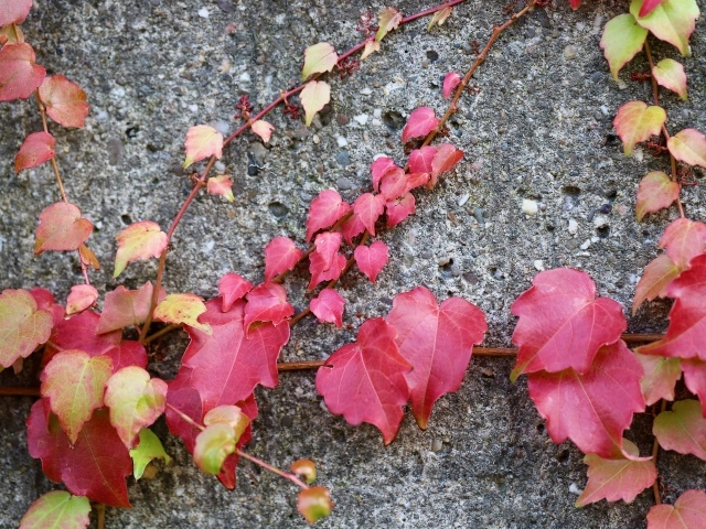 Розовые листья декоративного винограда на стене