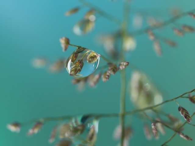 Прозрачная капля на колоске 