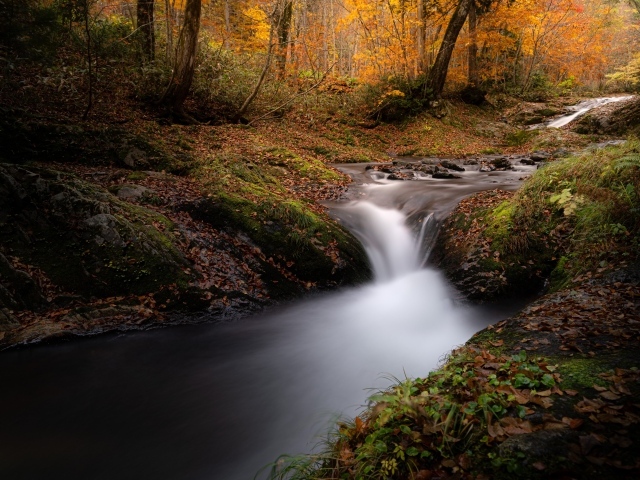 Быстрый холодный ручей в осеннем лесу