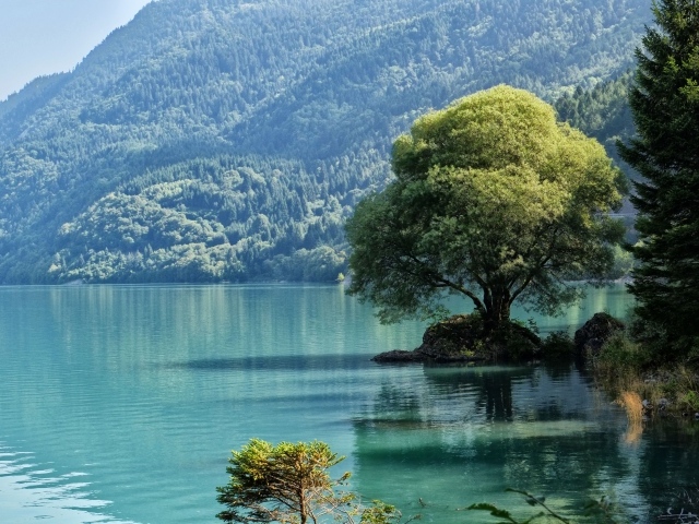 Большое дерево на берегу горного озера