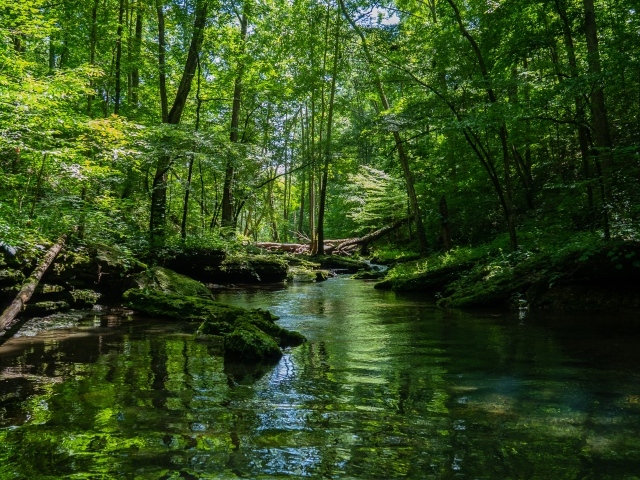 Река в густом зеленом лесу