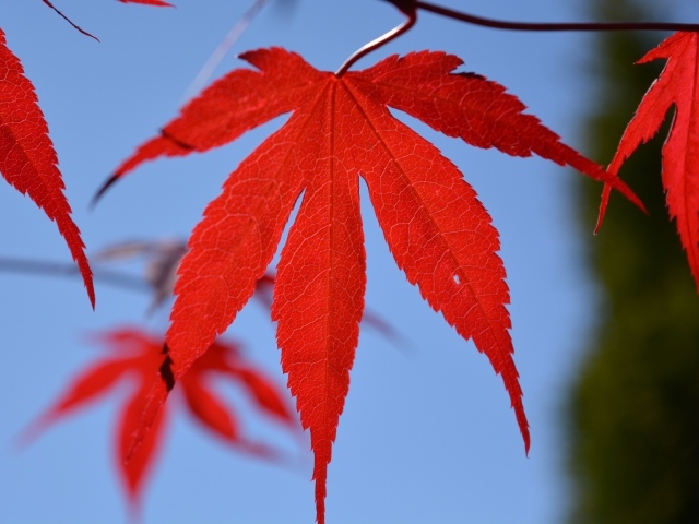 Красивый яркий красный лист на ветке осенью