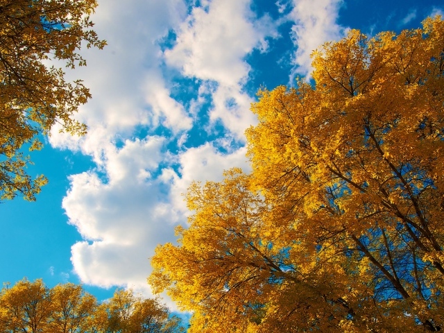 Вид снизу на верхушки деревьев с желтыми листьями и небо