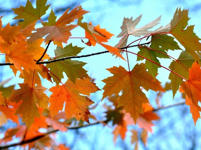 Ветка с желтыми осенними листьями крупным планом