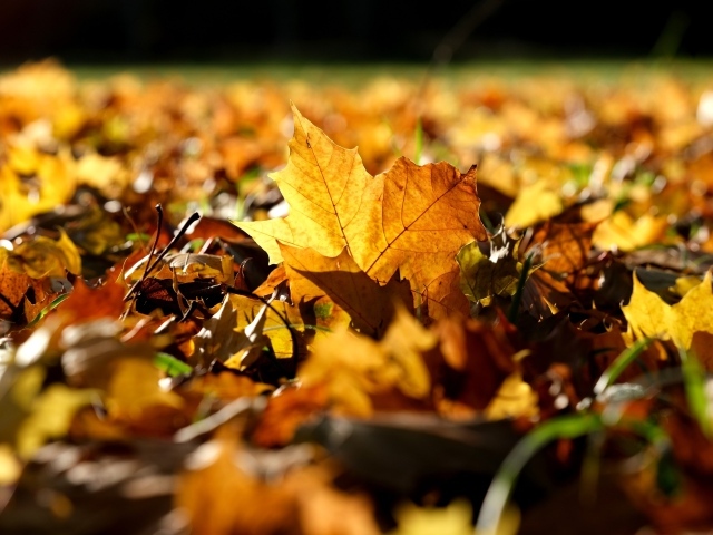 Сухие опавшие листья на земле в лучах солнца