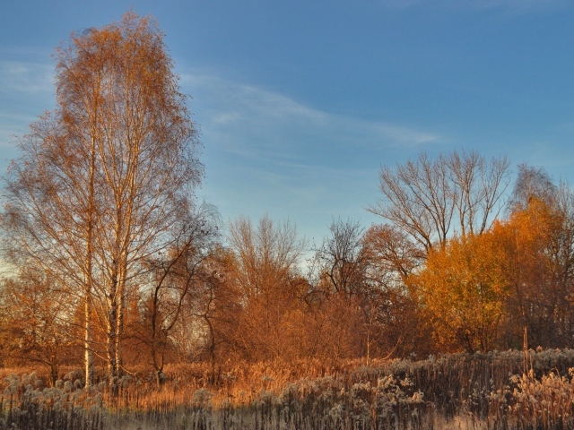 Деревья без листьев осенью под голубым небом