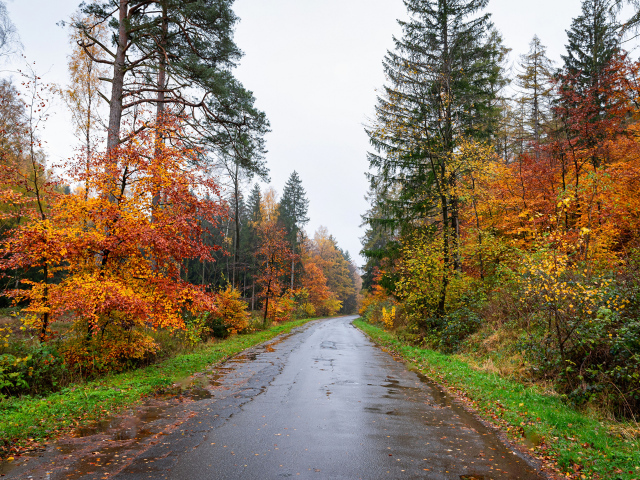 Мокрая дорога в осеннем лесу