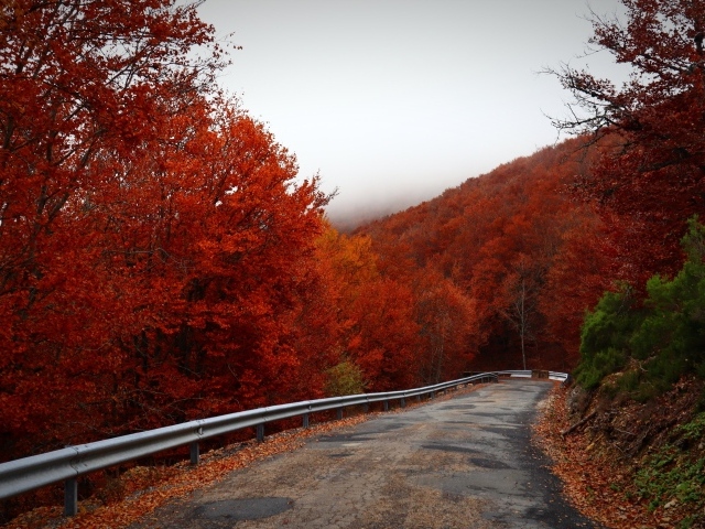 Извилистая дорога с покрытыми красными листьями деревьями на обочине