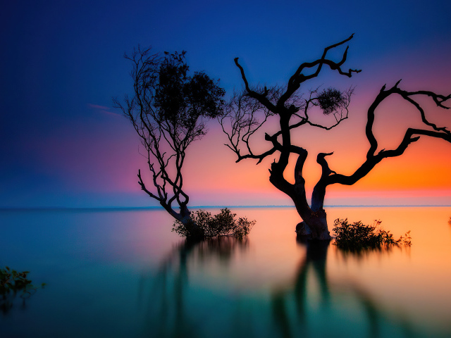 Сухие деревья в воде озера на закате