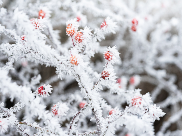 Покрытая инеем ветка с красными ягодами