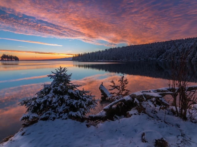 Покрытые снегом деревья на берегу озера в сумерках