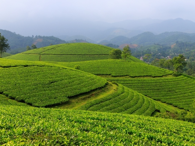 Зеленые чайные плантации, Вьетнам