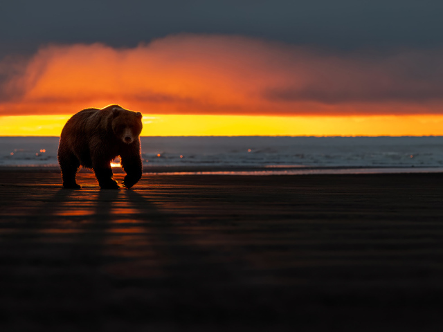Большой бурый медведь у моря на закате