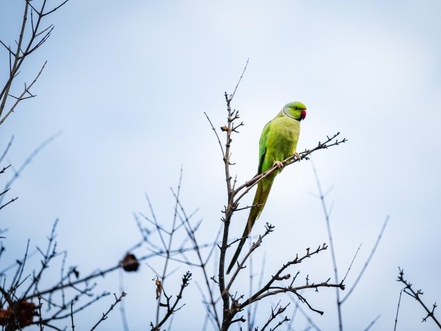 Зеленый попугай сидит на ветке дерева