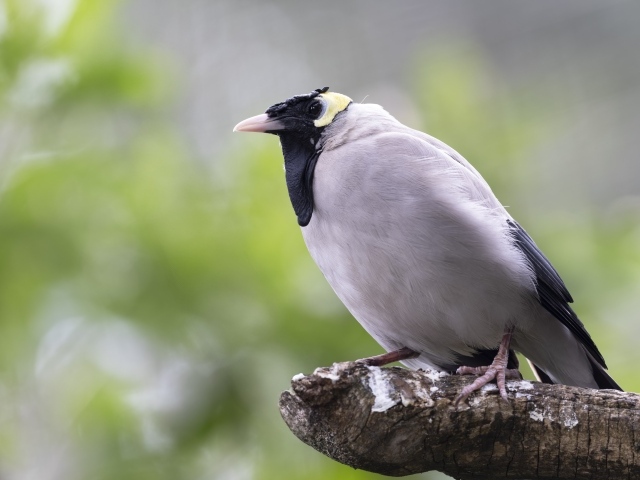 Большая серая птица сидит на ветке
