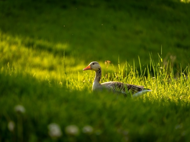 Большой серый гусь гуляет по зеленой траве