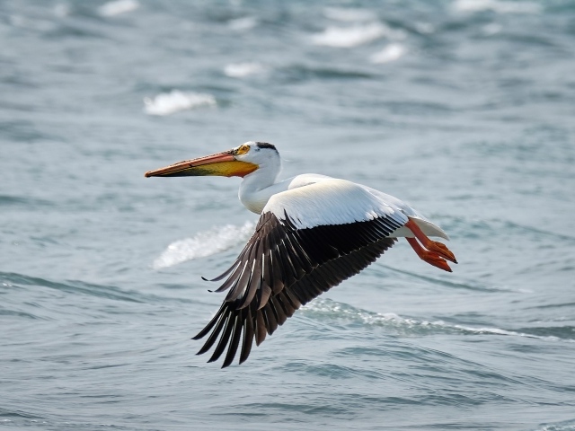 Большой пеликан летит над водой
