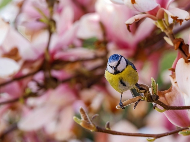 Маленькая птица лазоревка сидит на ветке дерева
