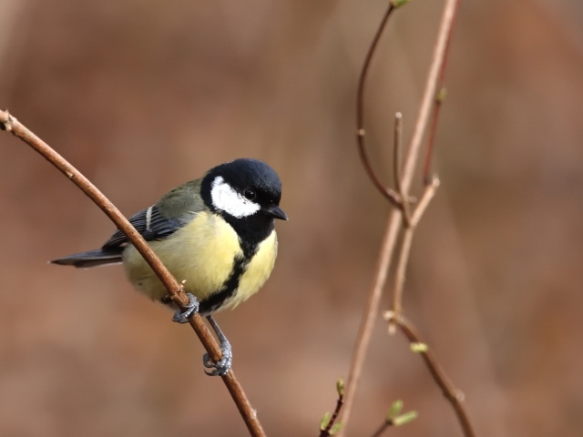 Маленькая синица сидит на тонкой ветке