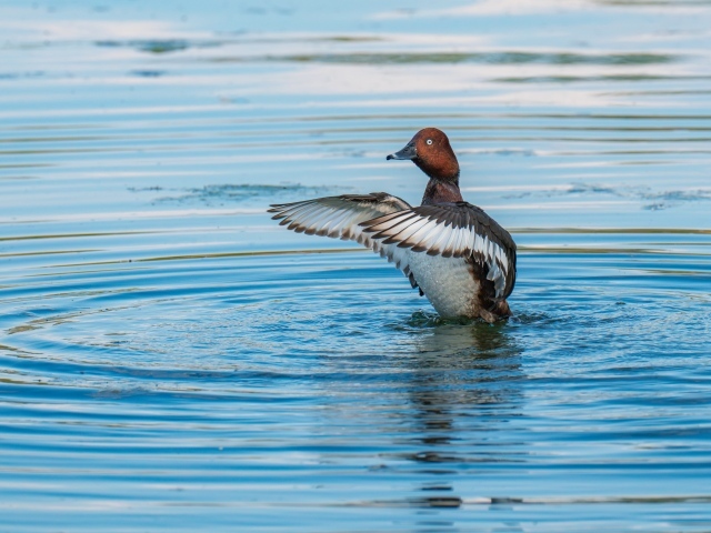 Дикая утка готовится к взлеты на озере