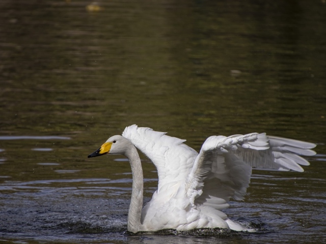 Красивый белый лебедь расправил крылья в воде 