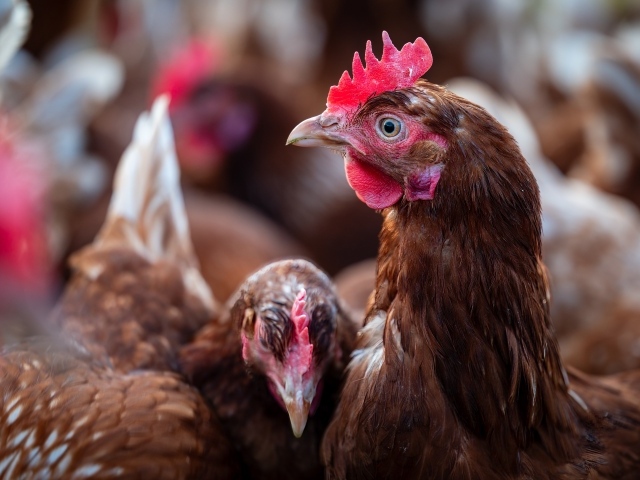 Коричневые домашние куры на ферме