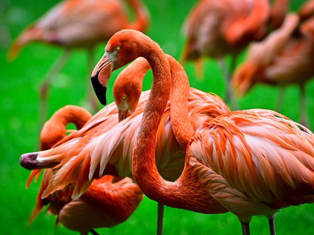 Стая розовых фламинго крупным планом