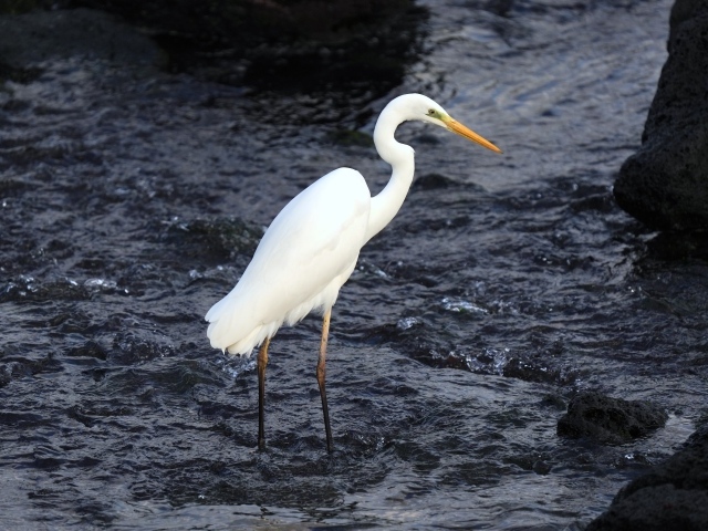 Большая белая цапля стоит в воде