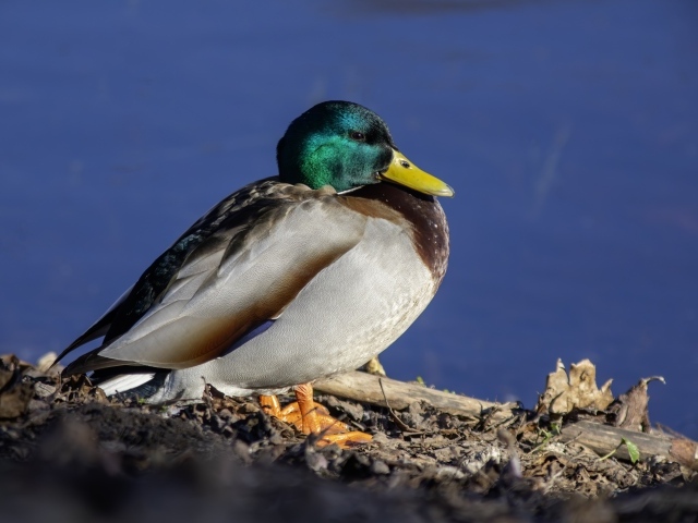 Селезень с зеленой головой у пруда