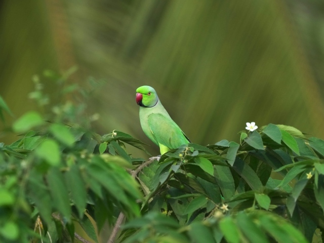 Зеленый Индийский кольчатый попугай в листьях