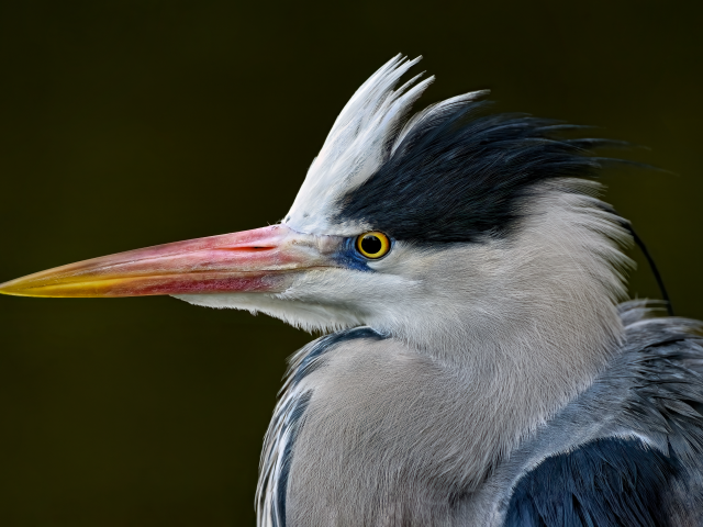 Серая цапля с острым красным клювом