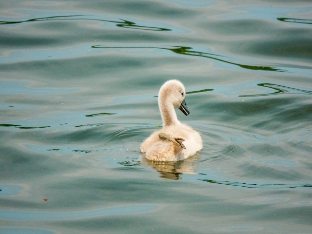 Маленький птенец лебедя в воде