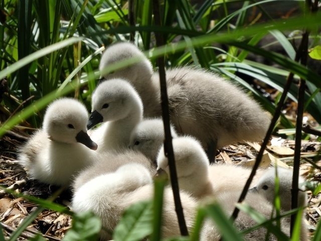 Маленькие птенцы лебедя в гнезде