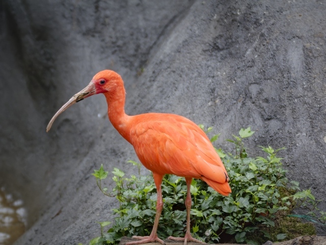 Красная птица ибис с длинным клювом в зоопарке